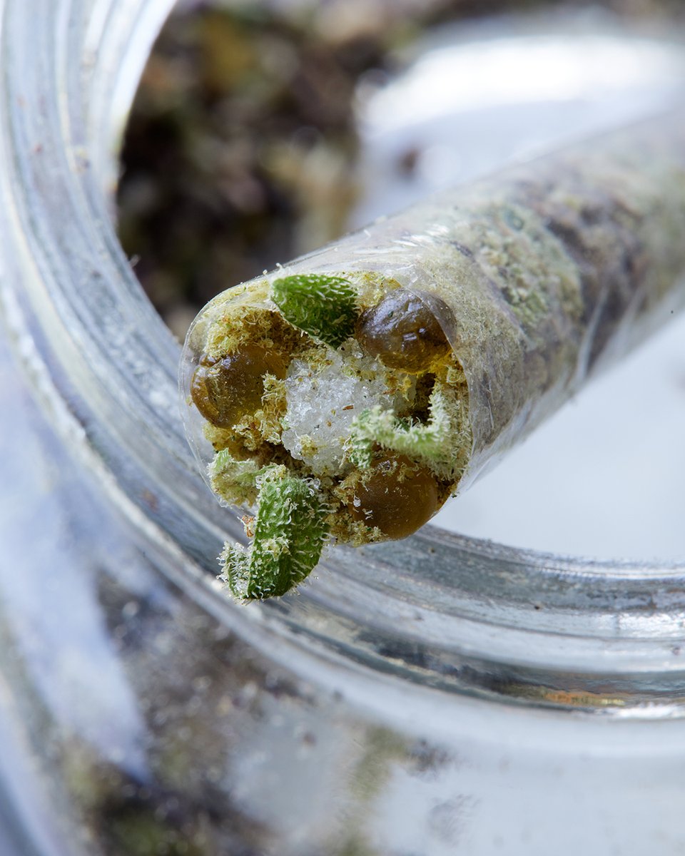 weedmaps's tweet photo. This layered joint is full of surprises 😮‍💨🔥 #MacroMonday https://t.co/F5jn7e3v35
