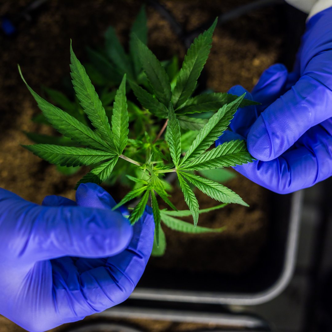 Cannabis is a "bio-accumulator" that absorbs heavy metals like lead, mercury, cadmium, and arsenic during cultivation. If cannabis is grown in soils containing metals such as these, it could easily contain heavy metals harmful to humans (Russo).