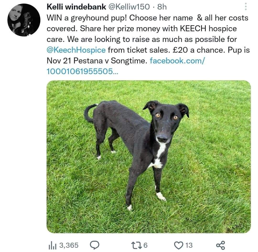 YouBetTheyDie's tweet photo. If Kelli Windebank @Kelliw150 is so convinced nothing is wrong with raffling off a puppy, why has she deleted her tweets and why have the Facebook posts about the raffle disappeared?  Also replied to my tweet but blocked me so I can't reply? Very ambassadorial 🤣 #YouBetTheyDie https://t.co/236Zsv8w1N
