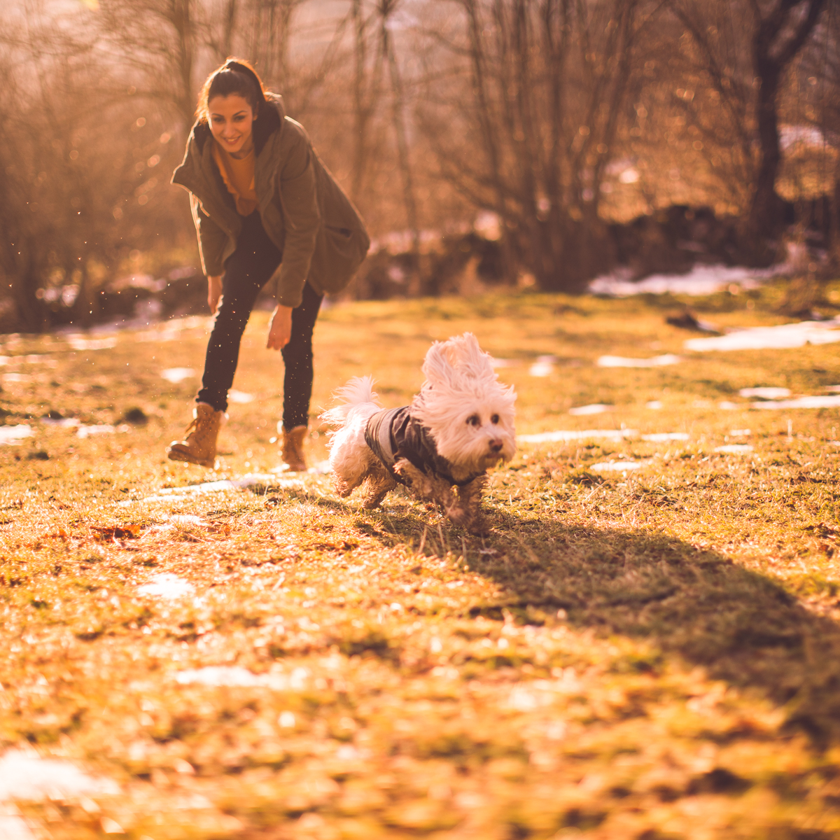 Wahl 🤝 Messy pups #WahlToTheRescue