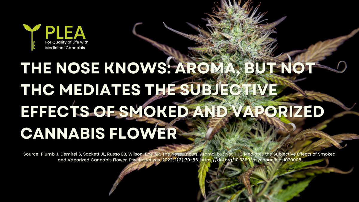 🌱 A recent study found that pleasant aroma is a key indicator of quality in #cannabis products🌸. A study found a positive correlation between aroma &amp; pleasant effects.😊 Check out the study here: mdpi.com/2813-1851/1/2/8 #CannabisCommunity #CannabisMedicine #CannabisResearch