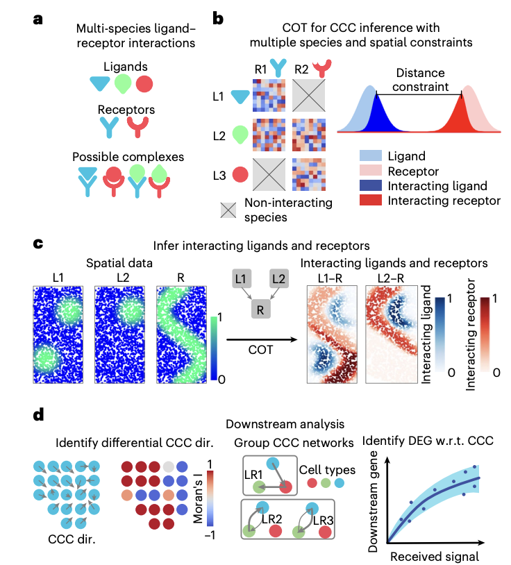 From Qing Nie and colleagues: a computational tool, COMMOT, spatially infers cell-cell communication from transcriptomics data. <a href="/ucimath/">UCI Math</a> 
nature.com/articles/s4159…