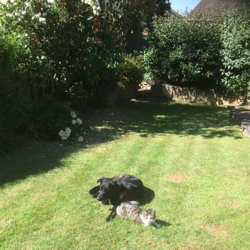 Haseeb Ahmad 💙🏳️‍🌈🇬🇧🇵🇰 tweet media