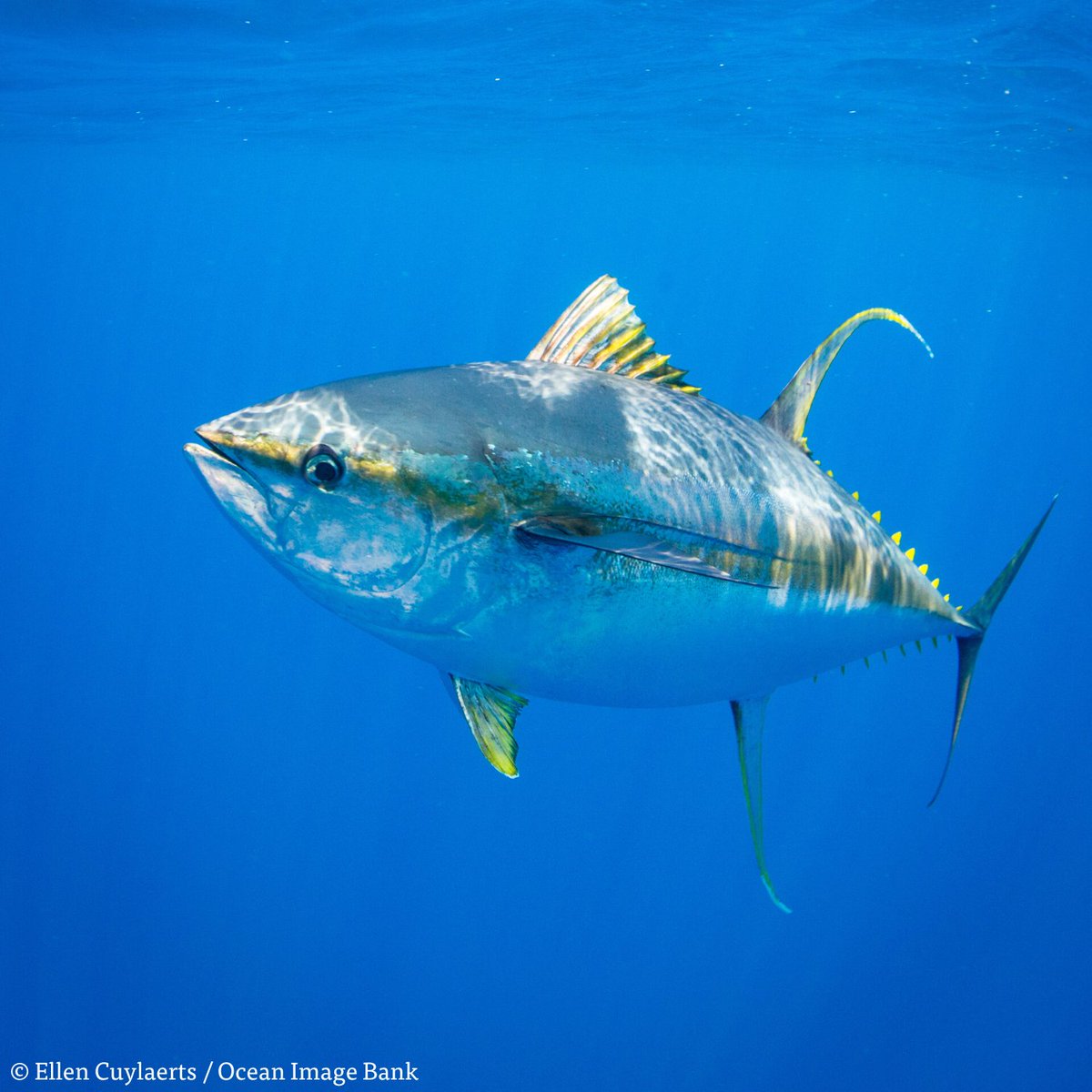 ejfoundation's tweet photo. The EU must take action to protect wildlife, fisheries and livelihoods.
We all depend on the ocean, so we all need no backsliding on the margin of tolerance, and no further legalisation of misreporting catches. #CountEveryFish https://t.co/dNwIOaePLw