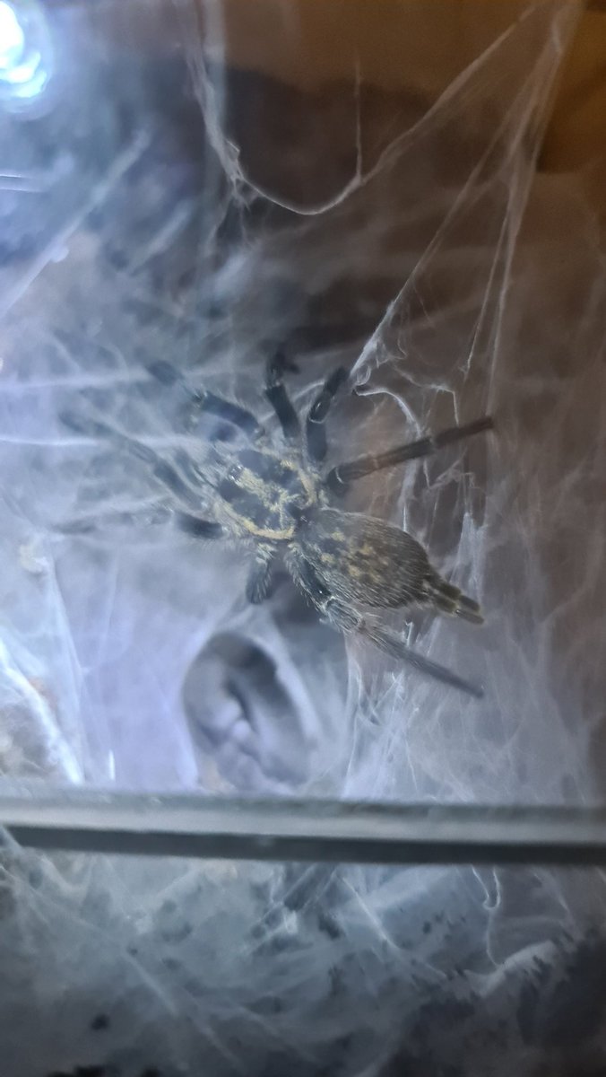 Arachneed_'s tweet photo. #Heterothele villosella https://t.co/suqa7zo6Ji