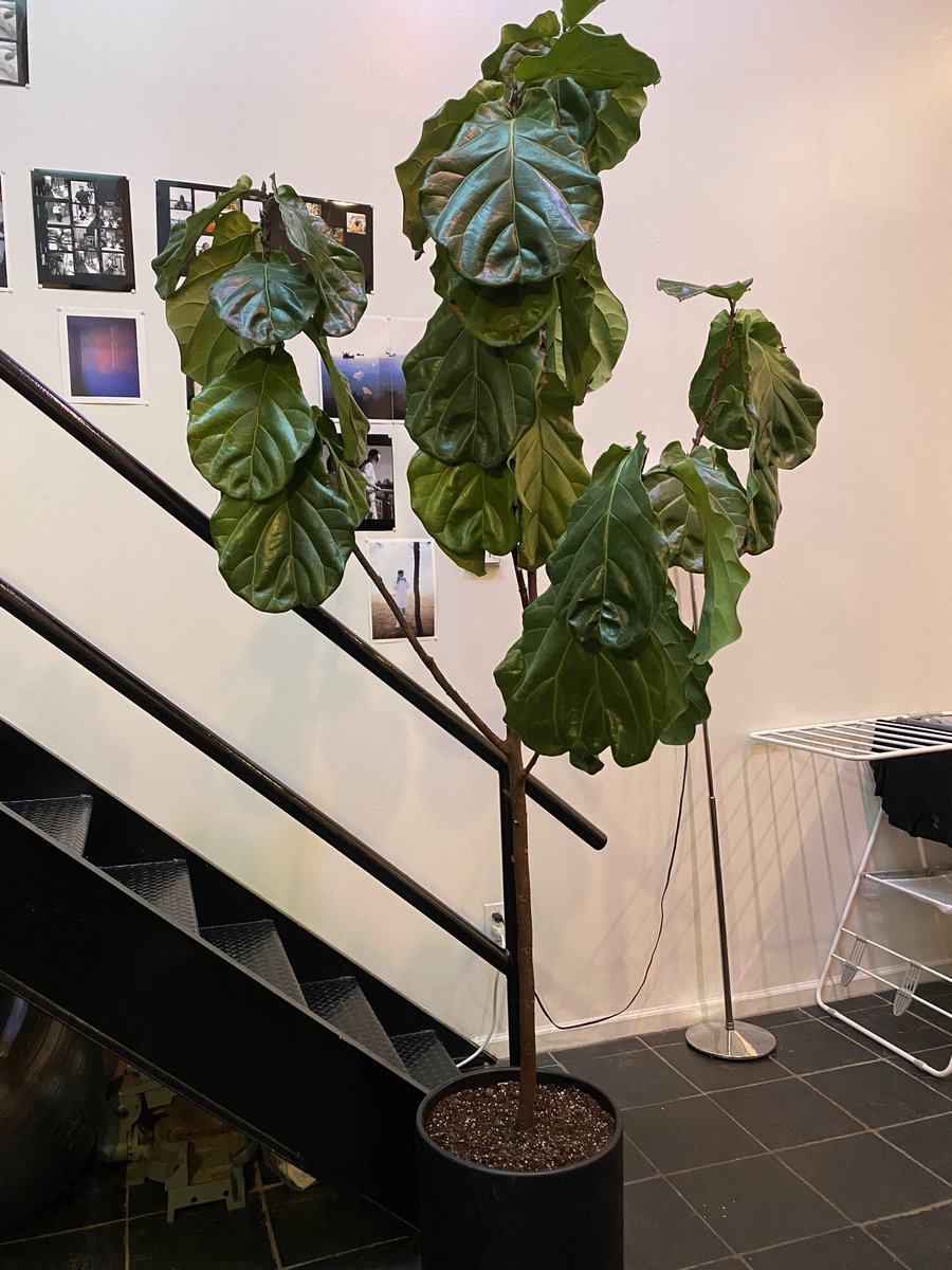 Greenepiecee's tweet photo. If youve ever wondered what PLANT SHOCK is. A perfectly healthy plant turned…not so happy.
Most common causes are cold drafts❄️, excessive fertilizing, and outgrowing it’s current pot. https://t.co/urnTUlGinO