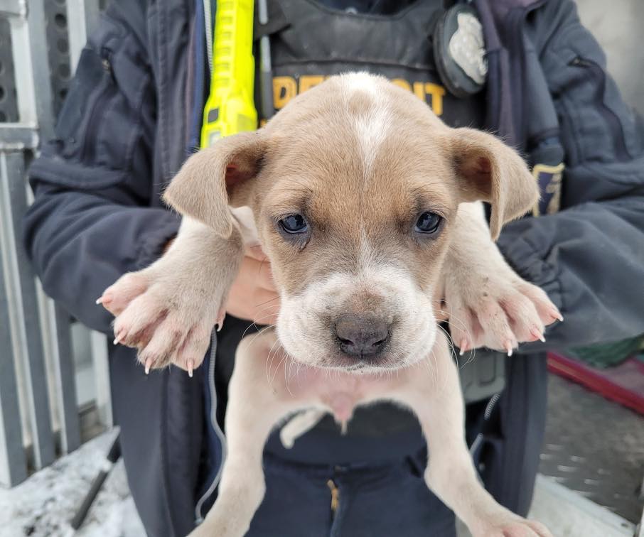 Found trying to stay alive and warm in a tree trunk. This pup was found skinny + shivering w/ 3 siblings who stuck together to try and beat the snow and cold. They are safe with us now. Want to help? Please, we need it. Please donate or become a foster at DetroitDogRescue.com