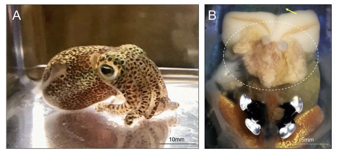 HOT OFF THE PRESS!

It's a story of bobtails. The female bobtails have a consortium of bacteria living in many tubes called the ANG. This bacteria is used to protect developing baby squid!

What happens when squid grow up without that community nearby?

👇
journals.asm.org/doi/10.1128/mb…