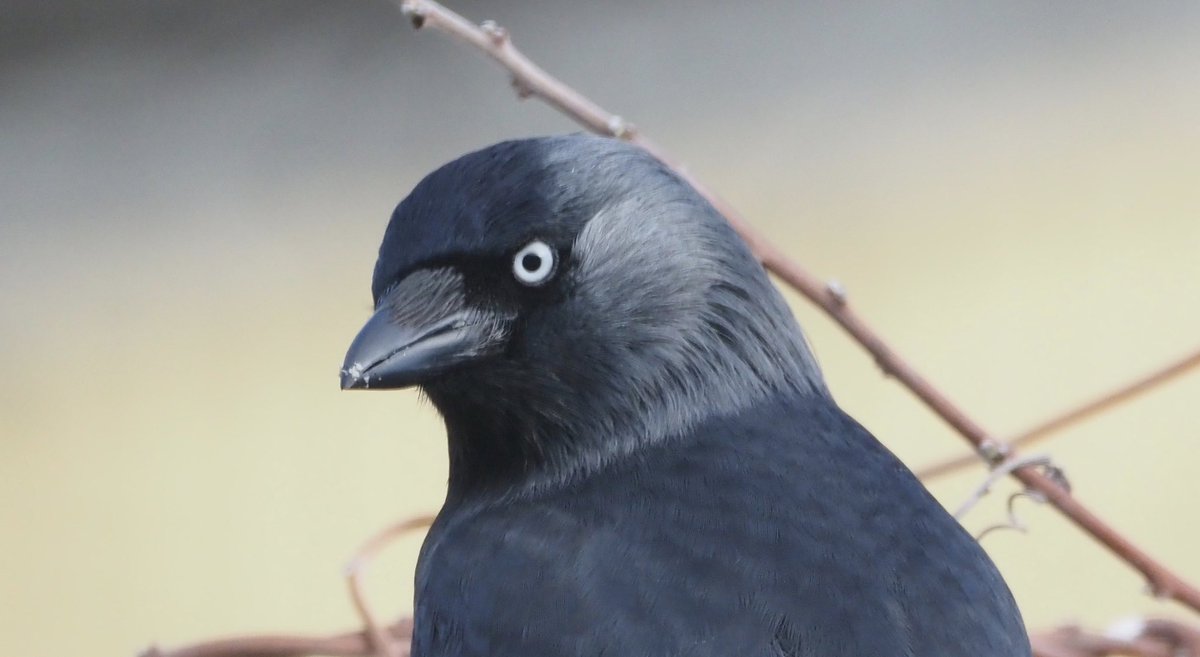 When the Jackdaw spots you pointing the camera and glares back at you. #BirdsOfTwitter #birdphotography #Winterwatch