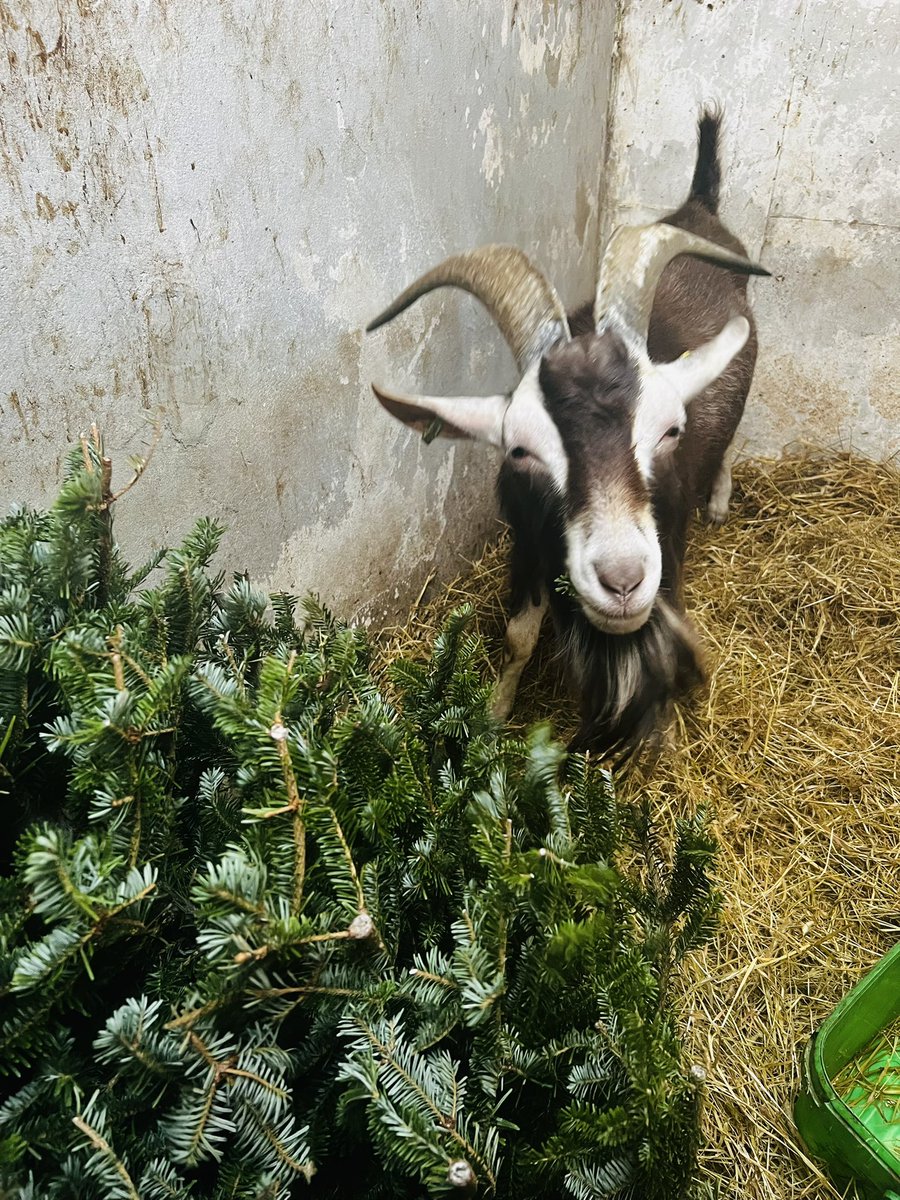 This is Billy, he’s a 4 year old billy goat, who I use on occasion to do the daddy thing to the nanny goats, he comes from a milking background so produces some lovely kids. Billy was due to be slaughtered at birth, as was from a goat milking dairy farm, I took 4 boys from there