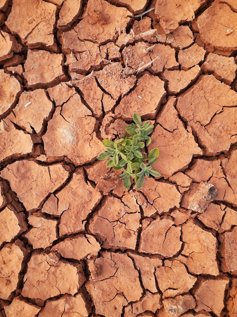 FranceMidow's tweet photo. THREAD - 🌡️ Le réchauffement climatique augmente la température moyenne de la planète, causé par l'augmentation des gaz à effet de serre. Selon l'OMM, la température mondiale a augmenté d'environ 1,1 °C depuis le milieu du XIXe siècle. https://t.co/Hsy1O8imJ9