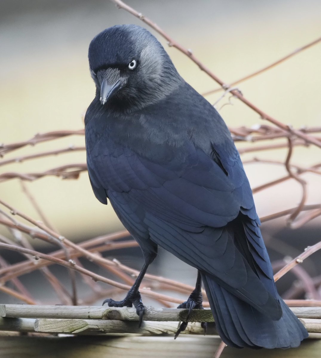 I disturbed his garden dining experience and he doesn’t look happy. Love it when the Jackdaws come to feed. #birdphotography #BirdsOfTwitter #Winterwatch #NaturePhotography