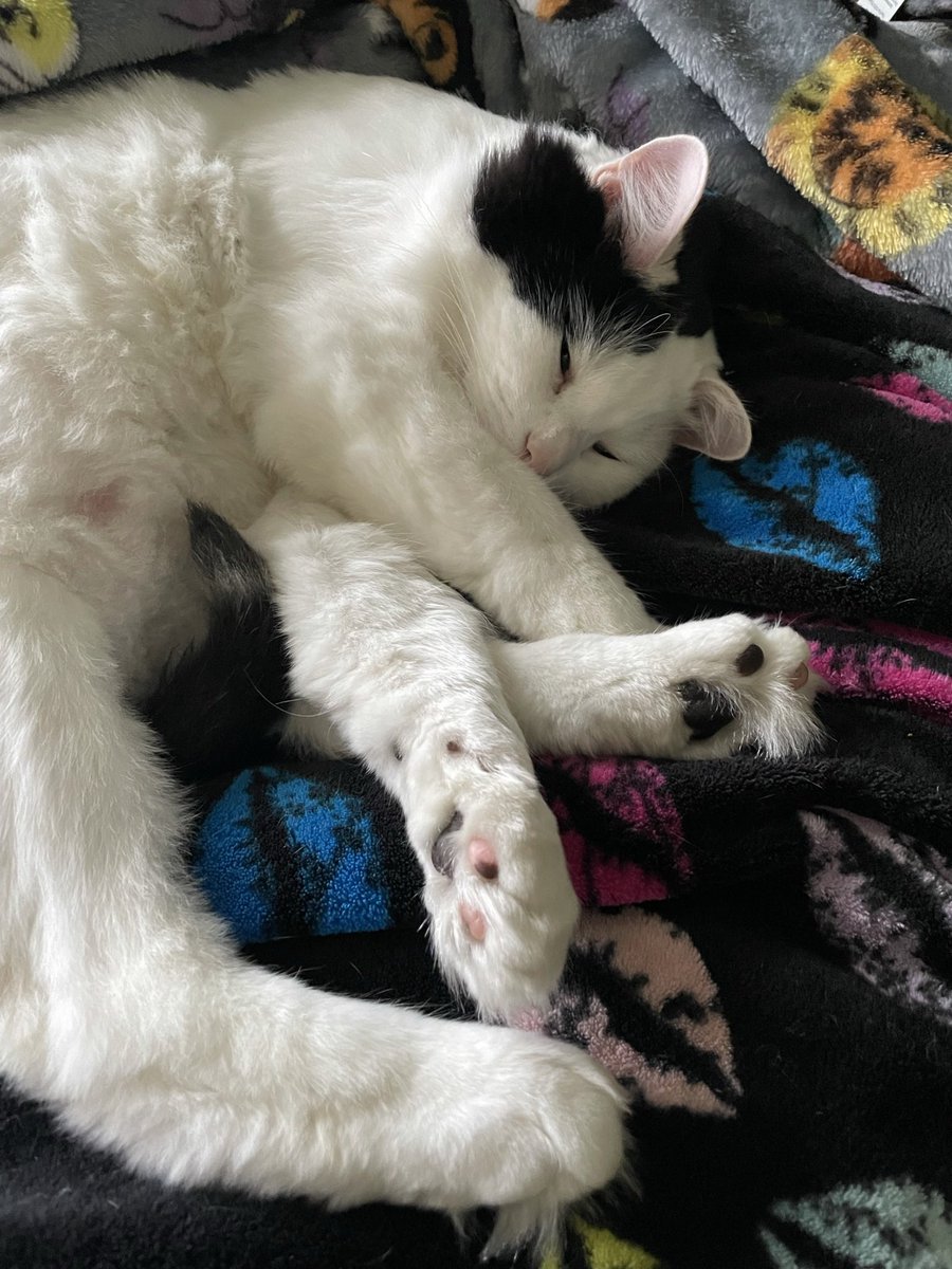 ggaberss's tweet photo. @TweetsOfCats my little levi 🖤 https://t.co/lL2SSbHEsi