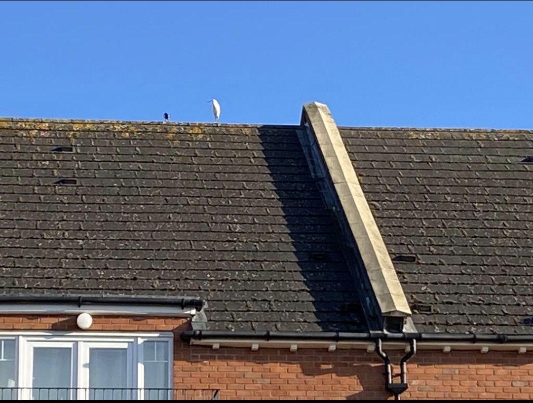 Warwick100B's tweet photo. Little egrets are like buses in Warwick...you wait for nearly 12 months for one, then there's two sightings in 24 hours.
  
Now they're found just chilling on a roof in the town centre 🤣🤣 https://t.co/wMIW0Dx9yH