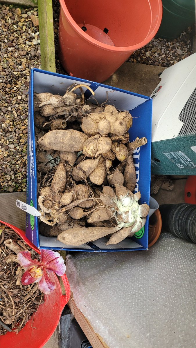 rockerblonde's tweet photo. One job down today Dahlia's cleaned after being lifted, ready to be potted when ready to be done.
#winter #garden #gardenjobs #winterjobs #tubers #yearahead #dreamsofsummer https://t.co/k5ungqlcTV