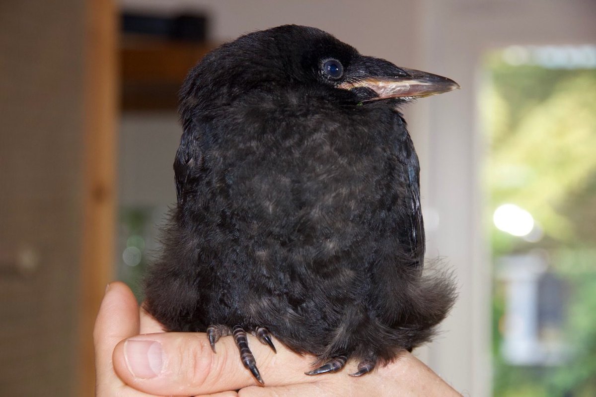 DailyCorvids's tweet photo. Here, have a rook https://t.co/Ga48liHhyO