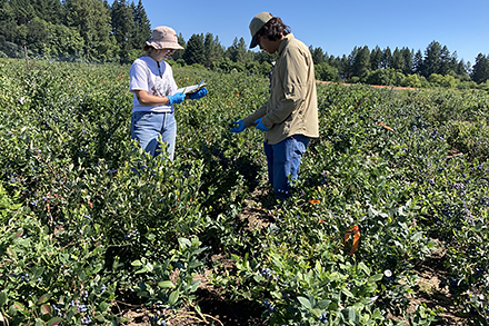 Check out this article from the <a href="/USDA_ARS/">Agricultural Research Service</a> to learn how researchers are using their knowledge of modern #genetics to make more robust #blueberry varieties:

tellus.ars.usda.gov/stories/articl…

#plants #plantScience #research #agriculture