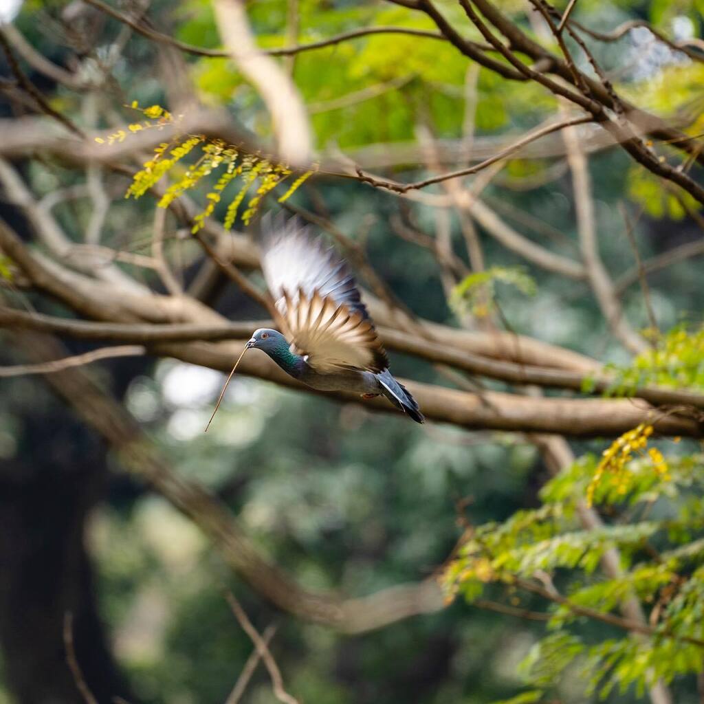 Mid flight. 
•
•
•
•
Shot on Sony A7C + Tamron 70-180 f/2.8. 

#yourshotphotographer #birdwatching #pigeon #birdphotography #naturephotography #naturelovers #bokeh #bokehlicious #sonya7c #bealpha #sonyalpha #birdstagram #sonyphotography #birdsofinsta… instagr.am/p/Cnw-p86PyKt/