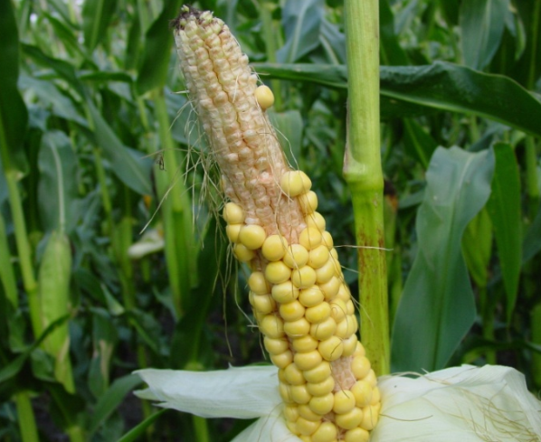 En esta campaña climáticamente extrema se están viendo muchos casos de estos y otros tipos de manifestaciones del estrés en maíz. En este artículo se explica el impacto del estrés en diferentes momentos sobre el rendimiento del maíz. 
pioneer.com/ar/articulos/r…
