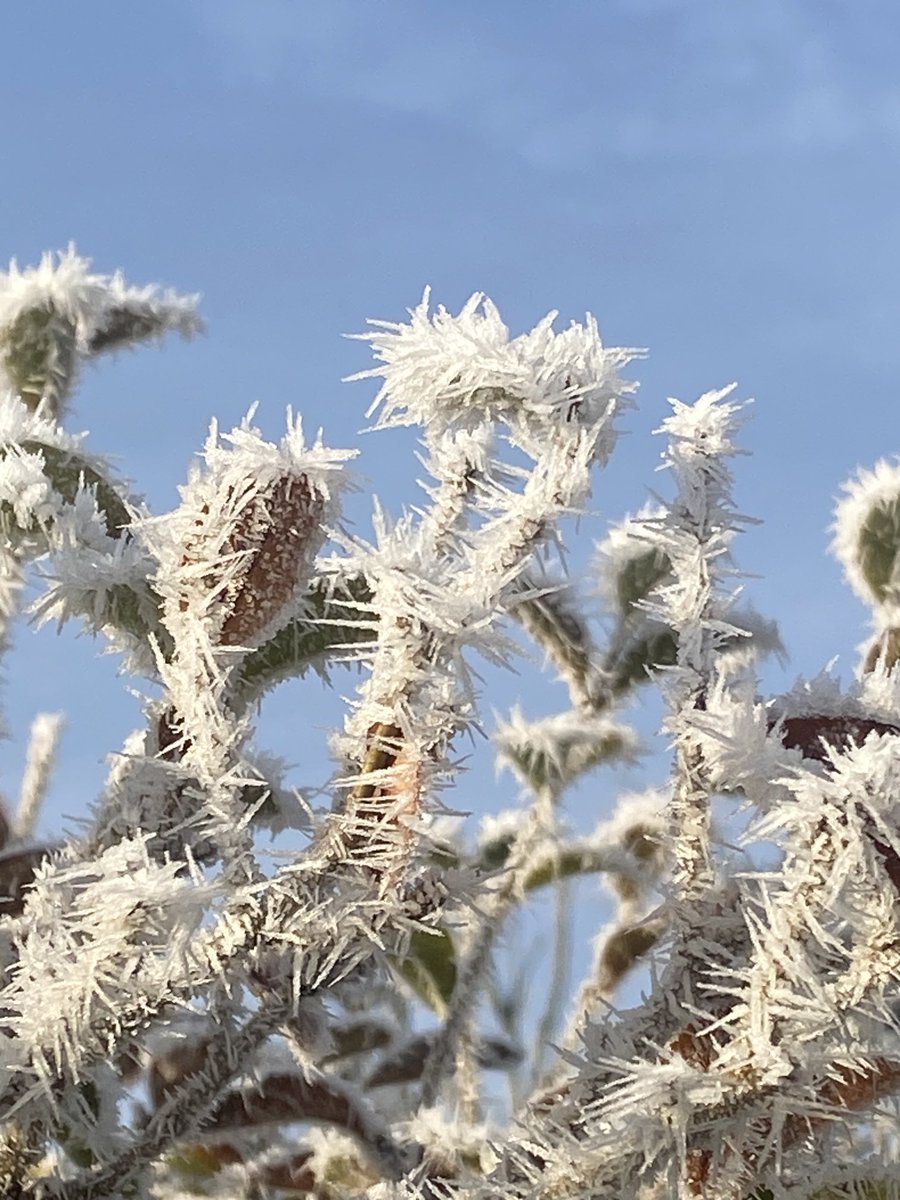 The beauty of nature #frost #winter