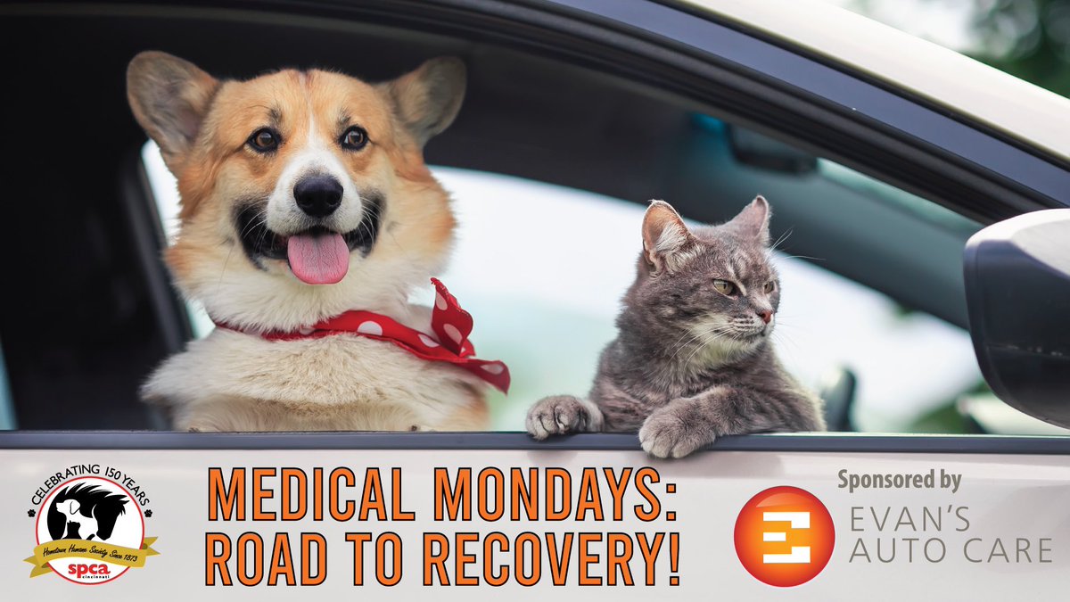 Visit us on Facebook to watch our very first #MedicalMondays video! A social segment that is all about humane education and spotlighting a pet on the road to recovery! Sponsored by @evansautocare — a valued community partner and friend to the SPCA. 🐾🧡