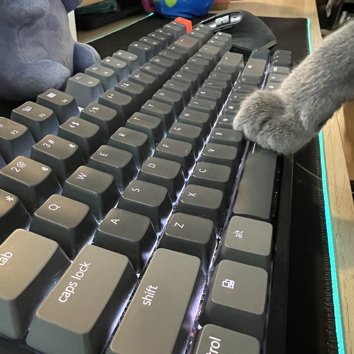 shoutout to everyone's cat who’s sitting on their keyboard right now