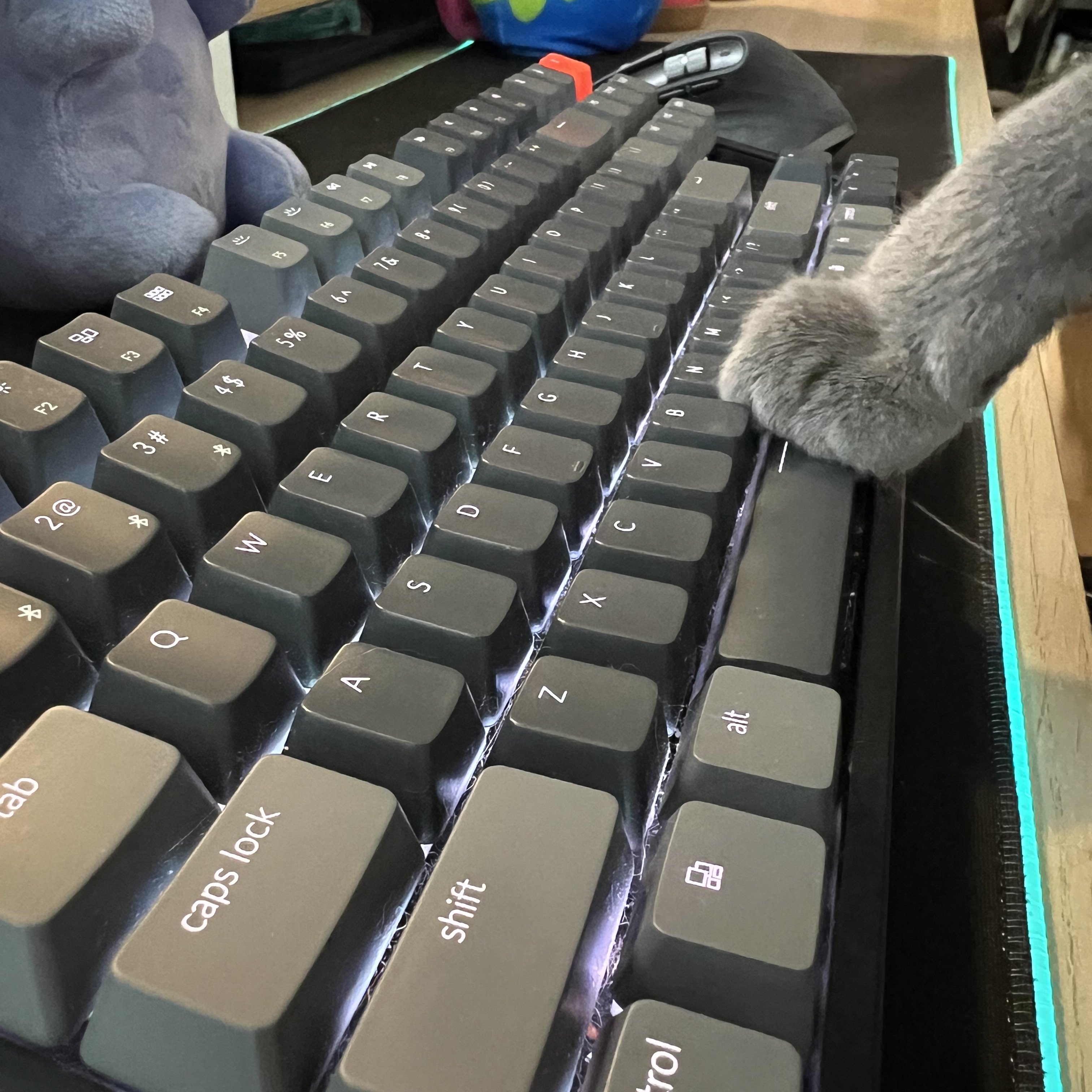 Discord on Twitter "shoutout to everyone's cat who’s sitting on their