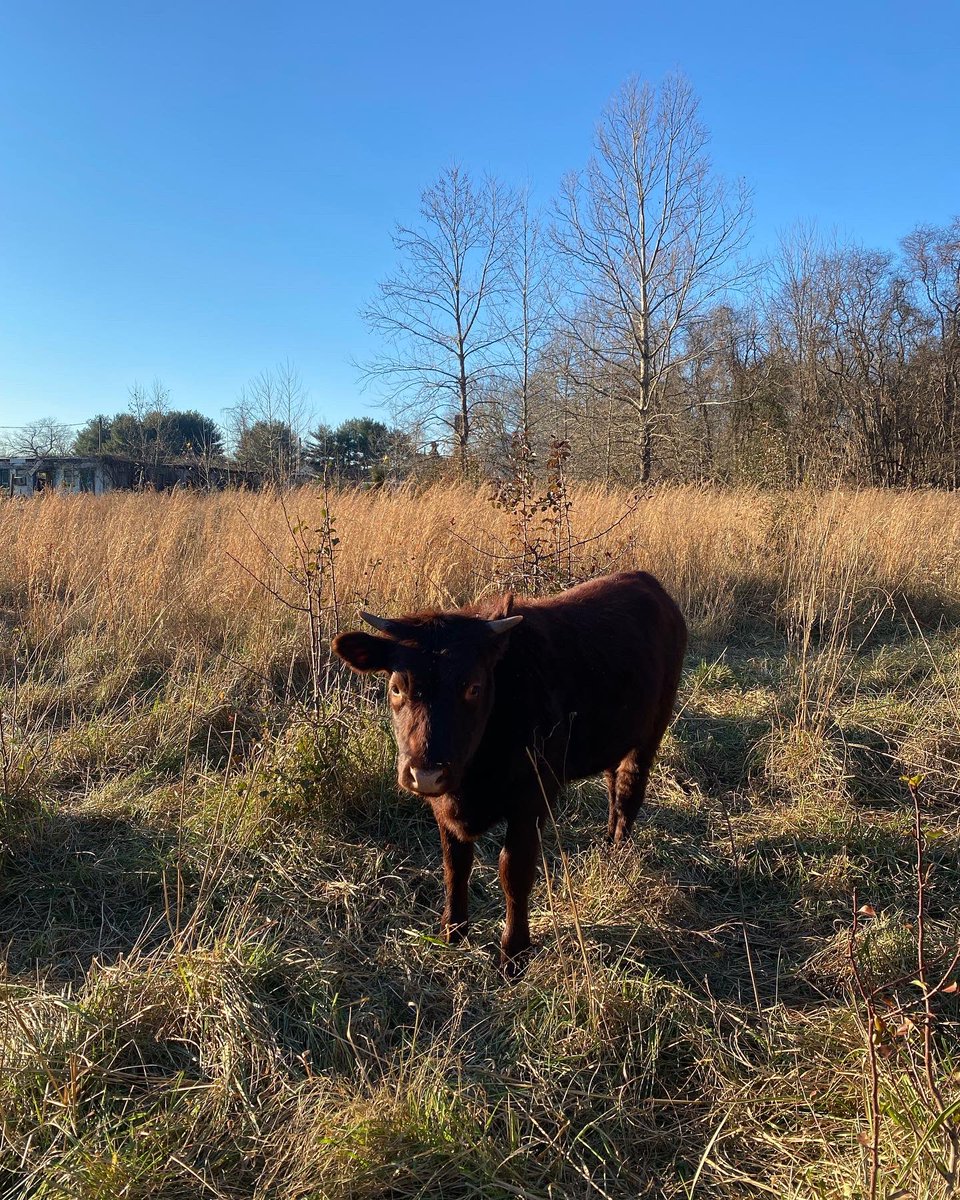 EarthCC's tweet image. Happy MoOoooOoooOoonday!! 🐮