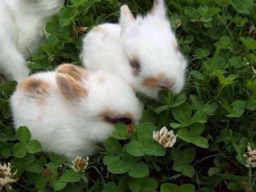 SoftnessDaily's tweet photo. bunnies on dates 🎀 https://t.co/7NWOu8MRFg