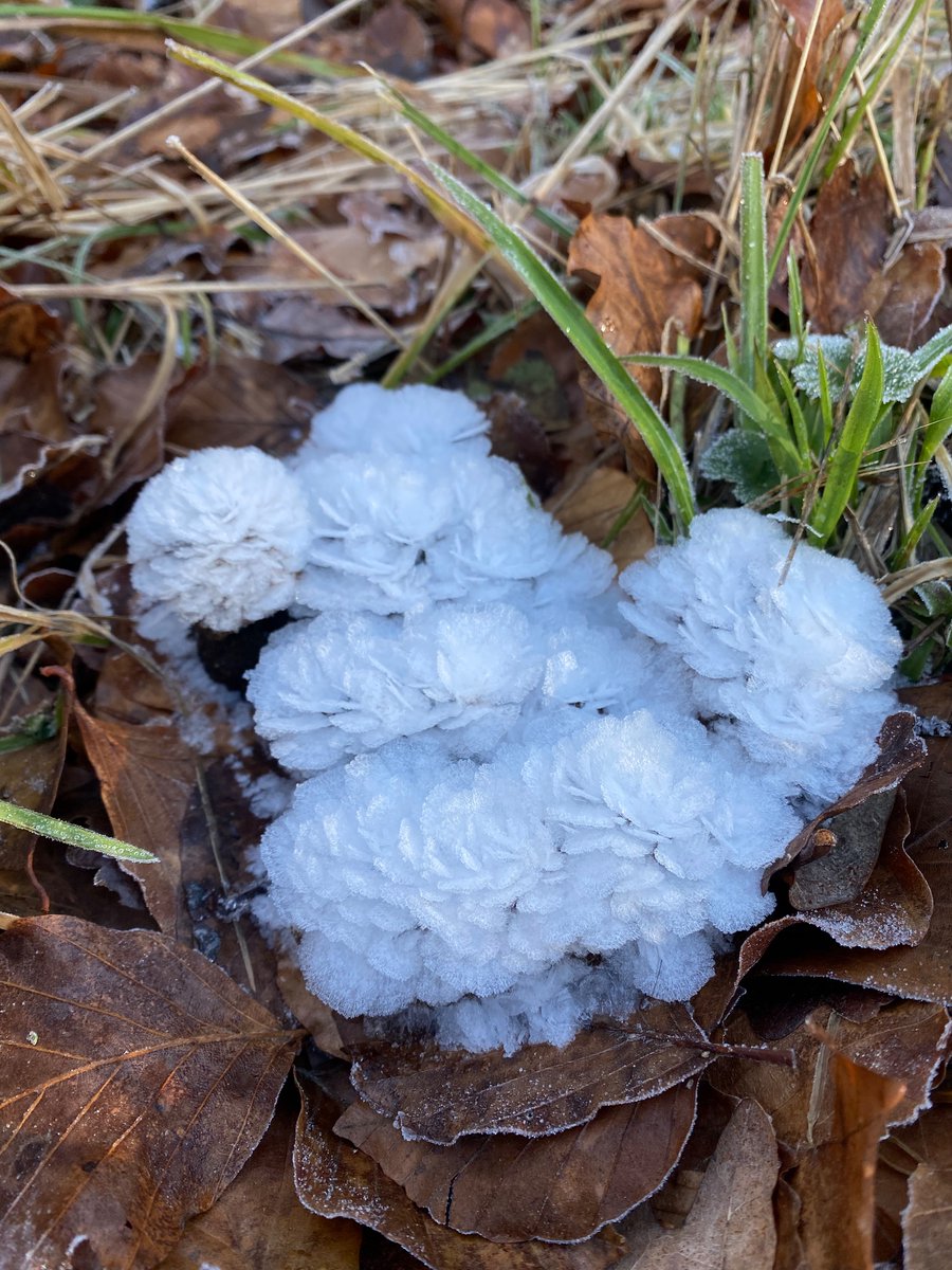 Beautiful frost flowers on less beautiful dog poo! #Winterwatch #countryfile