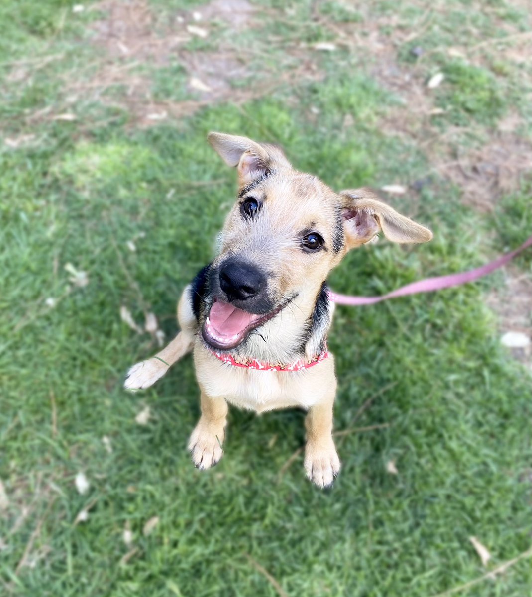 Proyecto4Patas's tweet photo. 🤔¿Cómo puede ser que todavía nadie se haya enamorado de Benín?😱

🤳Ayudanos a compartir esta publicación publicación para conseguirle la mejor familia🏠

 #Benin #Cachorro #EnAdopcion #Adoptar #adoptarsalvavidas https://t.co/QWgkhiAKHC
