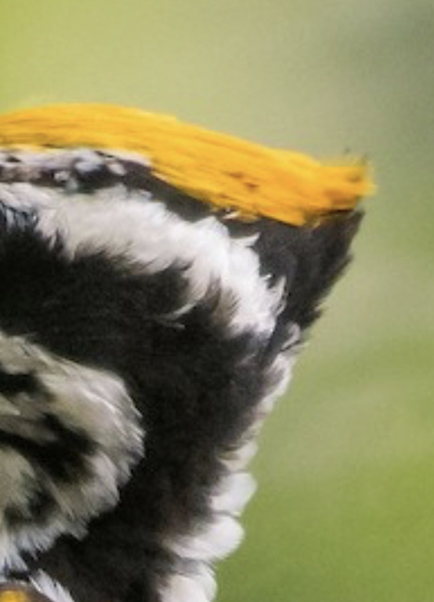 And we are a go. I am not quite sure whether this is an easy one or a hard one… I guess we’ll see :).

Don’t forget you can vote for your fave below and also guess the connection between the two!

#GuessTheCrest