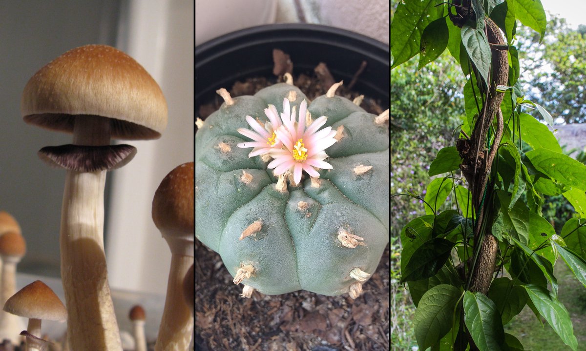 A U.S. Department of Veterans Affairs official says the agency is keeping a “very close eye” on psychedelics research and policy amid the growing reform movement.

buff.ly/3D9A4vk