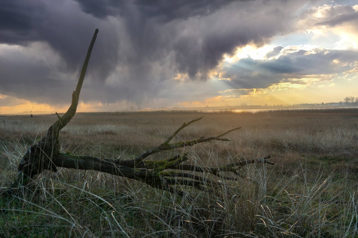 DorteHedengran's tweet photo. A cloudy and cold afternoon in the wildlife sanctuary 🌥️
#Denmark #NaturePhotography #SonyAlpha #photooftheday #January23th #MondayVibes #MondayMood #Monday
📸 Dorte Hedengran https://t.co/wsAoPSPo6w