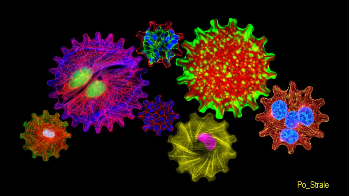 Mechanobiology.
#sciart #scicomm