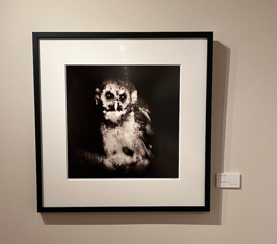 TheWittliff's tweet photo. Keith Carter's new exhibit is a hoot! Come see the beautiful nature photography in our latest exhibit, "Ghostlight." #KeithCarter #Ghostlight #TXST #TheWittliff #Photography #AlkekLibrary https://t.co/LDmECOwaI4