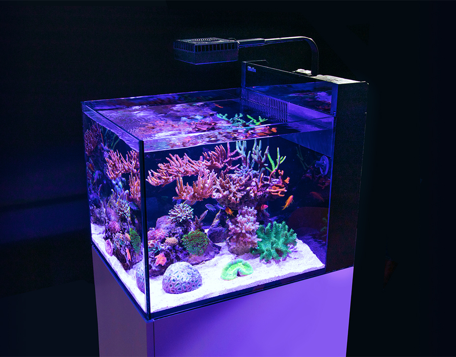 CharterhouseAq's tweet photo. The hottest aquariums right now! - https://t.co/DjVIh7ggwQ https://t.co/MxCgDT9MiU