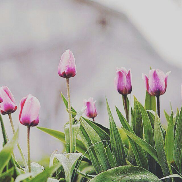 *ميدانكم نُفوسكم ، فإن انتصرتم عَليها كنُتم على غيرها أقدر ، وإن خُذِلتم فيها ، كُنتم على غيرها أعجَز ... فجربوا معها الكِفاح أولاً* 

🌼🌼🌼🌼🌼🌼