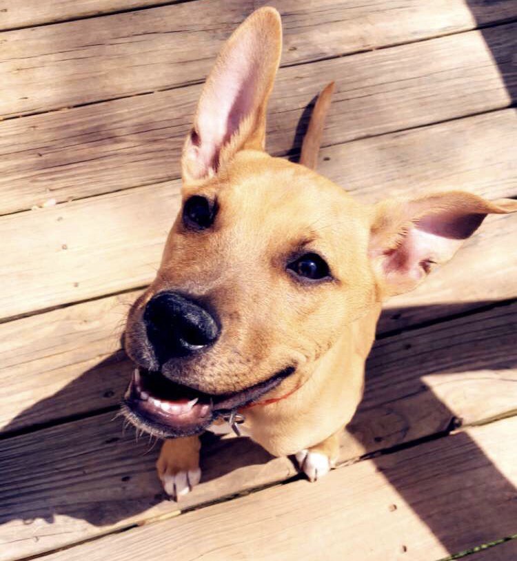 Surgery day for Ekko! Getting a tumor removal from his mouth. Worried about him but he’s going to be so spoiled when he comes home 💜