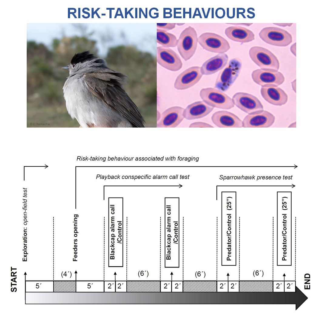 We observed how birds reacted to different stimuli. We manipulated perceived predation risk by playing conspecific alarm calls and showing a predator, where acoustic and visual cues of predation risk simulated increasing levels of threat. (4/8)