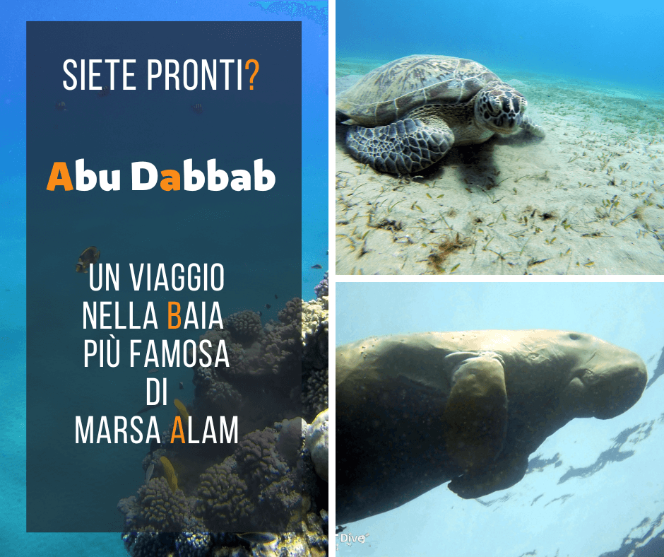 Abu Dabbab
Una delle baie più belle e suggestive di Marsa Alam, famosa per la sua spiaggia e la barriera corallina.
Un’esperienza unica che ti dà la possibilità di nuotare con le tartarughe e il dugongo
👇👇👇👇👇
pinneinviaggio.com/abu-dabbab/