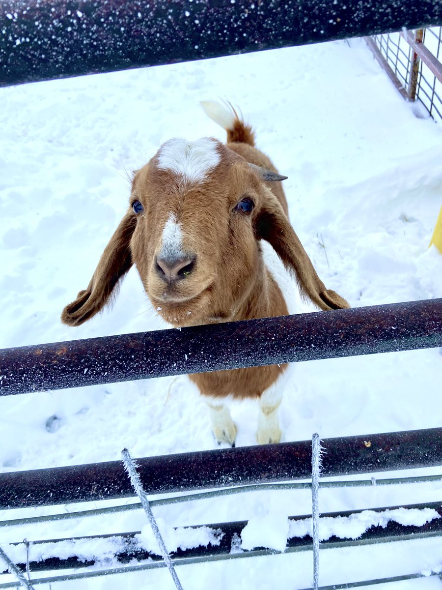 Molly_in_Iowa's tweet photo. My new favorite. The expectant face tells you that a) she knows this and b) favored status comes with snacks.
#goats #FarmLife #iowafarm #farm https://t.co/iln2jdFbSl