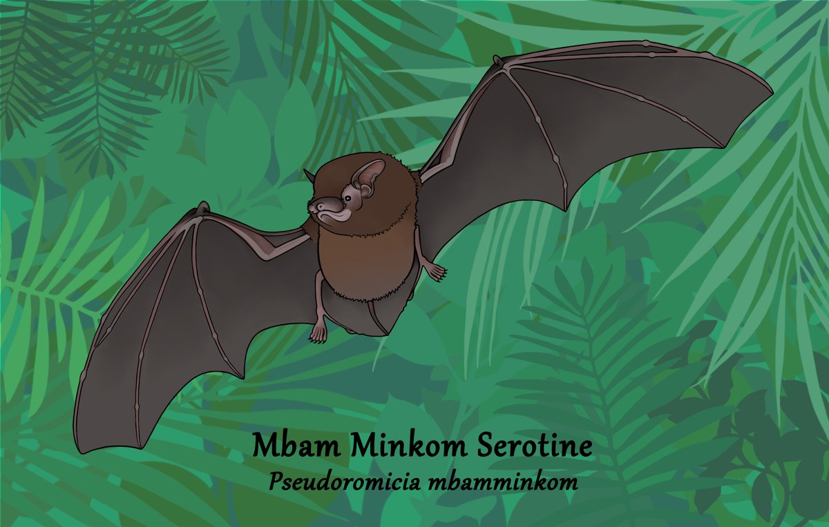 🦇🚨NEW BAT SPECIES🚨🦇 
🧵 (1/3) Amanda Grunwald, PhD student at Portland State University, and her collaborators have described a new bat species- 𝘗𝘴𝘦𝘶𝘥𝘰𝘳𝘰𝘮𝘪𝘤𝘪𝘢 𝘮𝘣𝘢𝘮𝘮𝘪𝘯𝘬𝘰𝘮, or commonly “Mbam Minkom Serotine.”