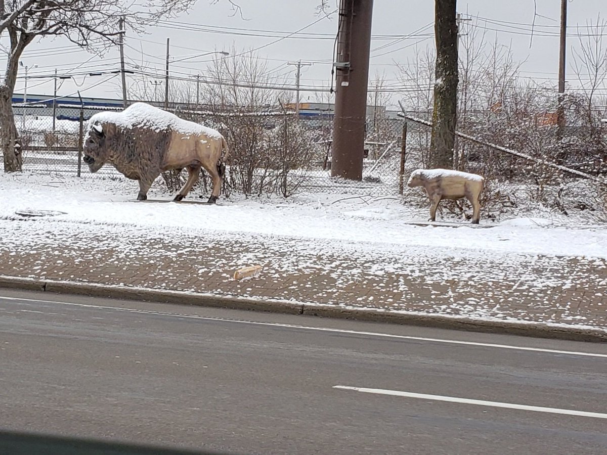 kdwhodey's tweet image. C&apos;mon little Bill. We are moving to Ohio. #WhoDey