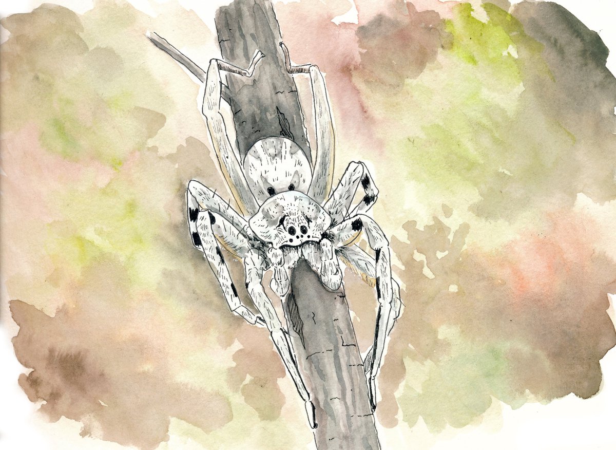Hyydraworks's tweet photo. Ratuary Day 23: Terror

Perhaps unsurprisingly, spiders still strike fear into many of the inhabitants of the Wastes.  Even the spiders of Haven, a very peaceful lot, are usually avoided by the mice, shrews, and bees that live there.  #ratuary #watercolor #arachnid https://t.co/3BrbwtN6Wz