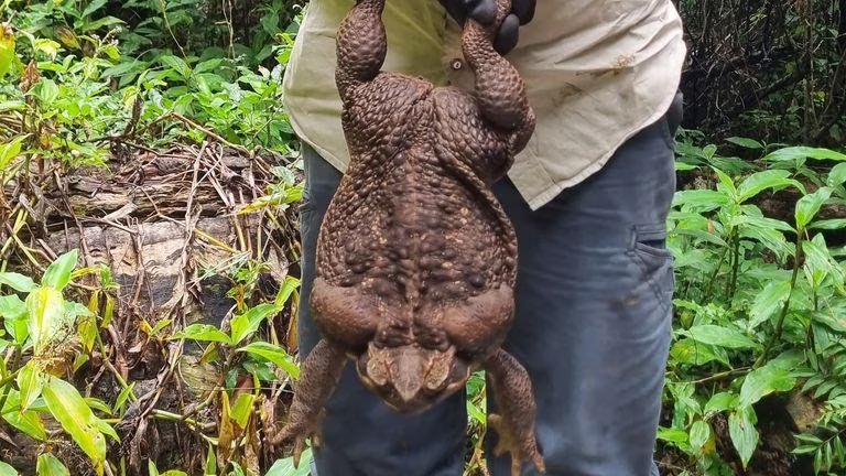CRYPTIDSUK's tweet photo. A Giant cane toad was found last week in Australia weighing 2.7kg & nicknamed “Toadzilla”
Rangers spotted the monster believed to be a female, while clearing a trail in a national park.
It is the largest of its species ever found & is also poisonous #Toadzilla 🐸 https://t.co/EP27ZuwGK0