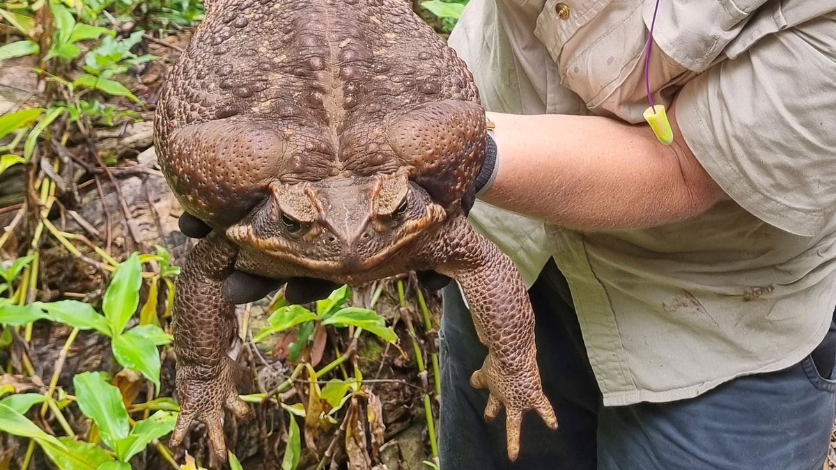 CRYPTIDSUK's tweet photo. A Giant cane toad was found last week in Australia weighing 2.7kg & nicknamed “Toadzilla”
Rangers spotted the monster believed to be a female, while clearing a trail in a national park.
It is the largest of its species ever found & is also poisonous #Toadzilla 🐸 https://t.co/EP27ZuwGK0