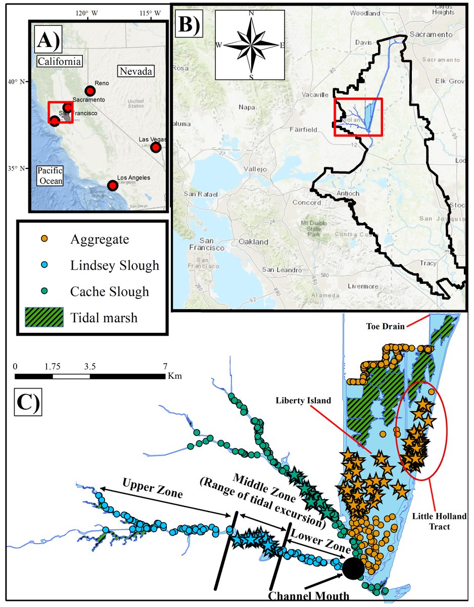 ESAEcosphere's tweet image. From our Coastal &amp;amp; #MarineEcology track:

In the terminal channels of the San Francisco Estuary, #hydrodynamics shape fish communities - especially for native species

doi.org/10.1002/ecs2.4…

#TidalInfluence #TidalMarsh #CacheSlough #OpenAccess @USGSwaterCA @USGS
