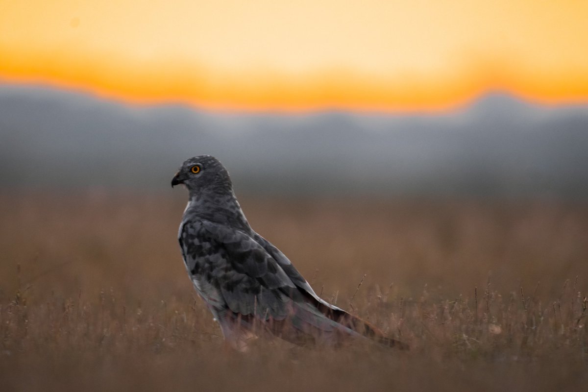 Montagu's harrier