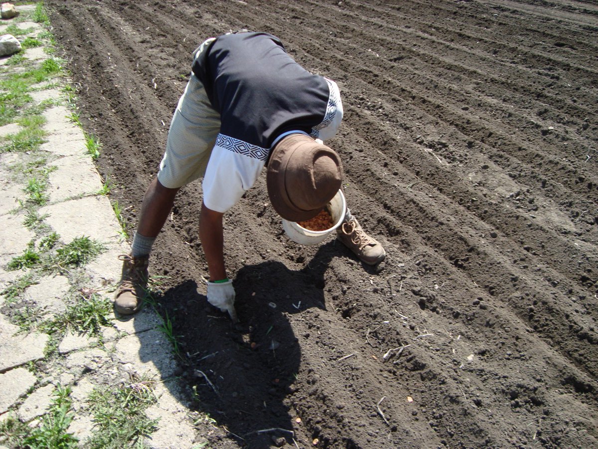 Wally Satzewich tweet media